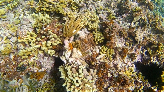 2023-07-07_Coral1